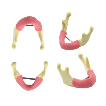 Модел за практикуване на имплантиране на зъби със смола за практикуване на имплантиране на венците и порести кости